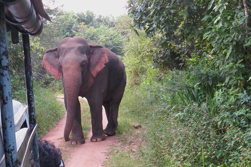 Wasgamuwa National Park