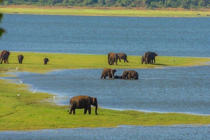 Minneriya Elephant Gathering