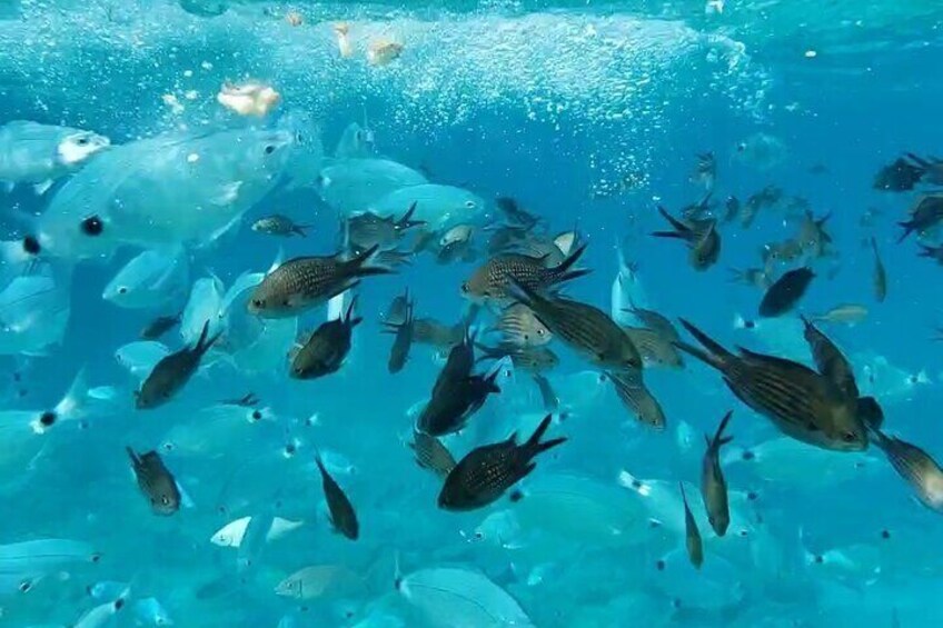 Blue Lagoon Cruise with sightseeing from Latchi harbour