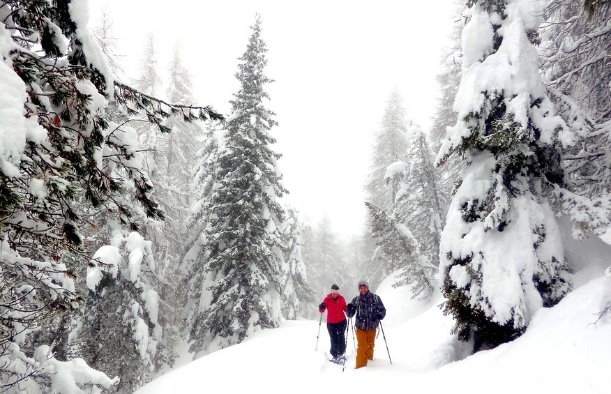 Show item 5 of 6. Snowshoe Tour in the Dolomites near Cortina (1 day)