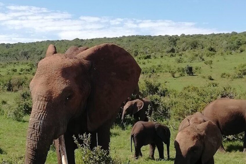 Addo Elephant Safari and Horseback Riding in Addo Combo