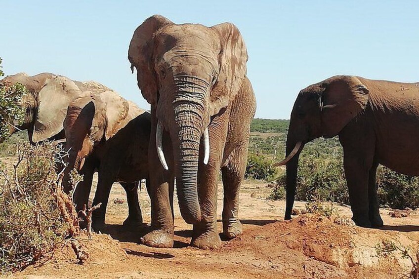 Addo Elephant Safari and Horseback Riding in Addo Combo