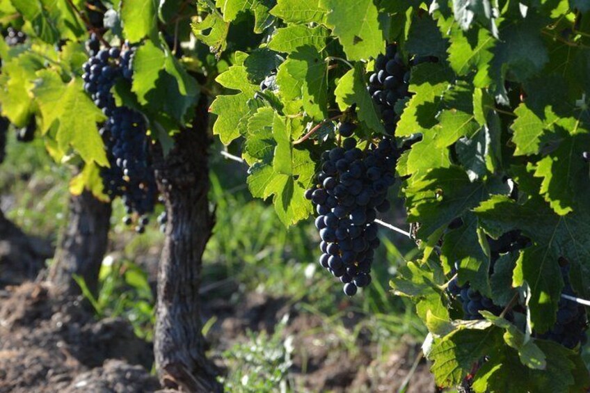 Authentic Château Chatain Wine Tasting & Vines Leaves Hunting