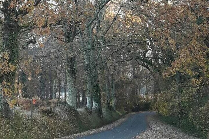 Authentic Château Chatain Wine Tasting & Vines Leaves Hunting