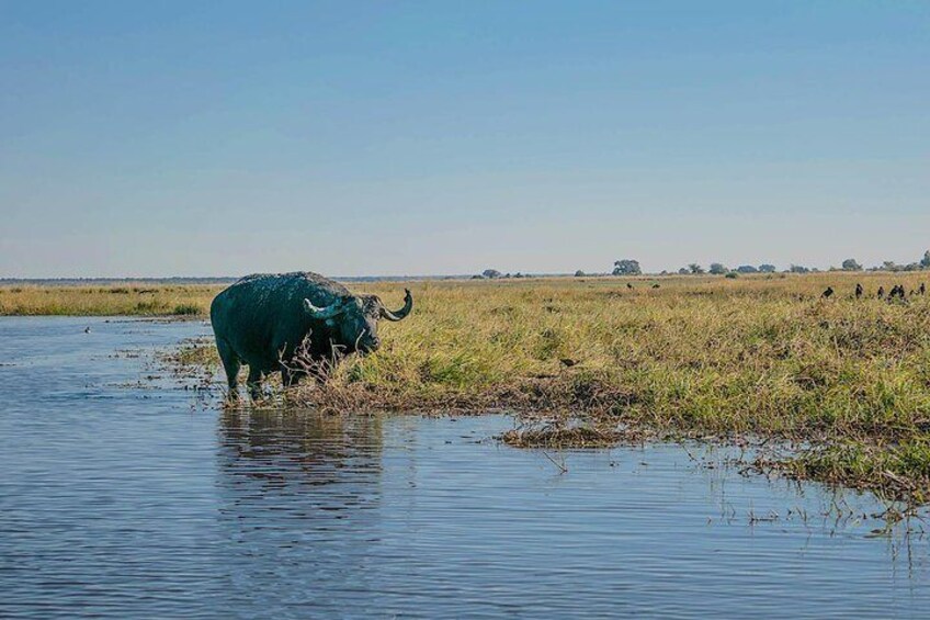 Buffalo drinking water from the Chobe River