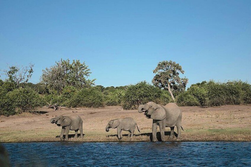 Chobe Day Game Safari: From Kasane