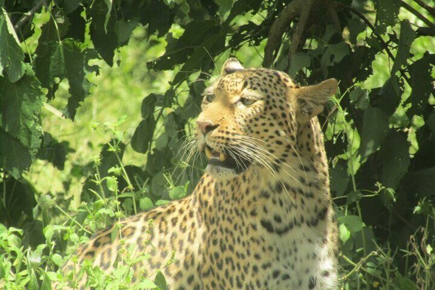 Chobe -Savuti Trail: Elephant& Big Cats ( 4 days 3 Nights)