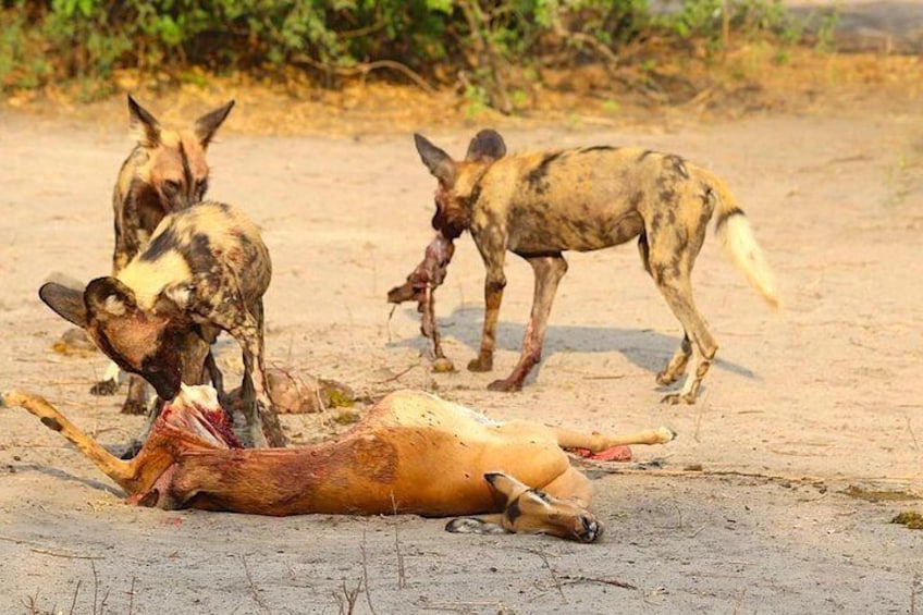 Wilddogs having a feast in Savuti during the golden hour