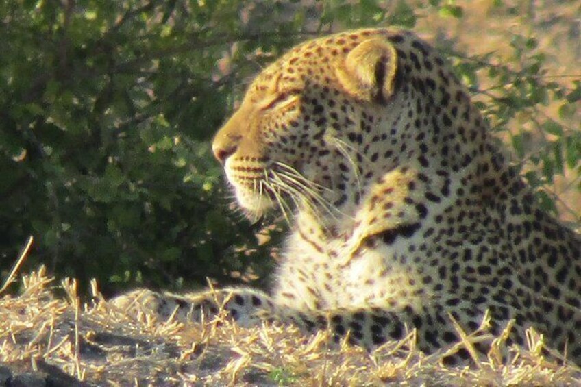 Show item 3 of 14. Chobe Safari Game Drive: Full Day