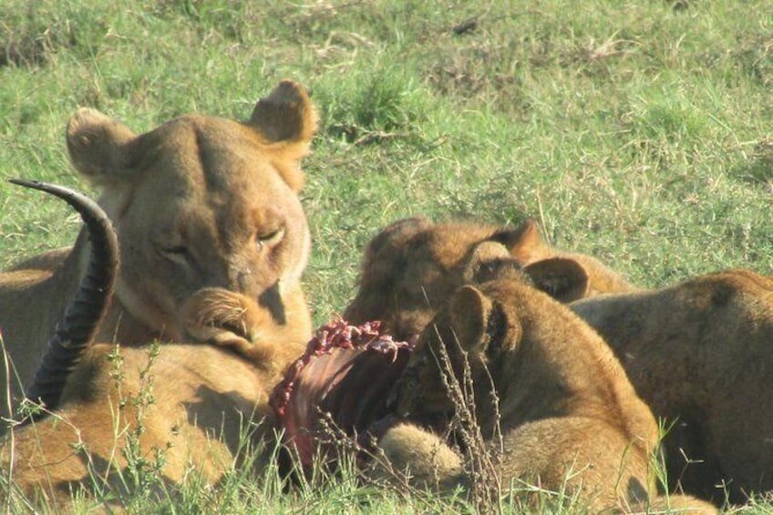 Show item 1 of 14. Chobe Safari Game Drive: Full Day