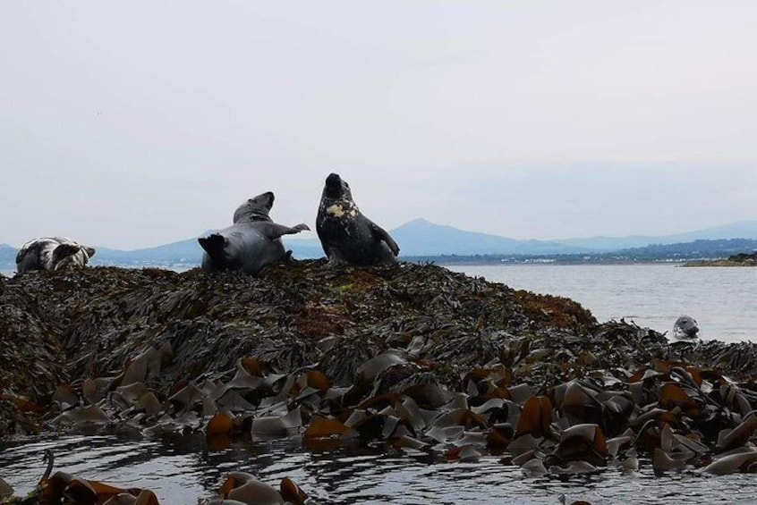 Seals on the Rocks