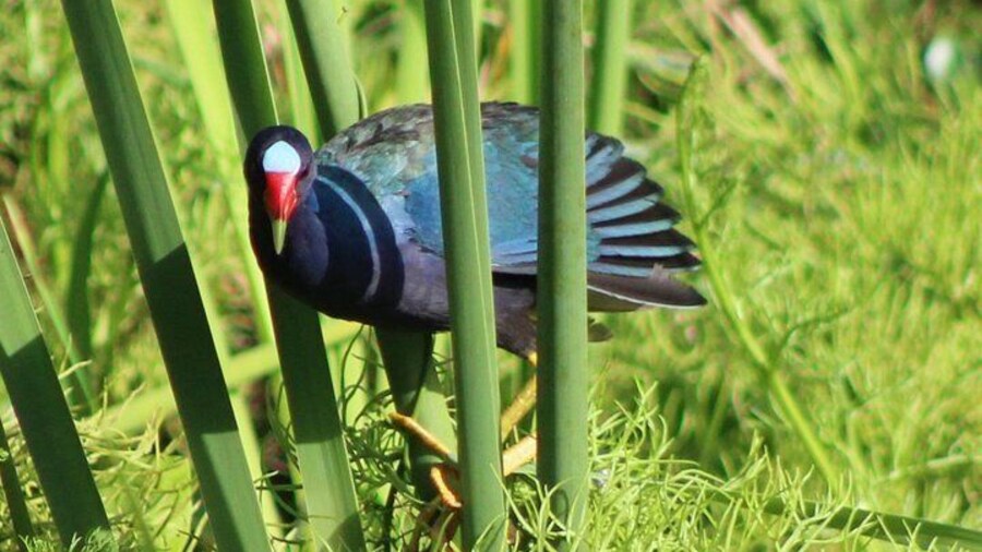 Birding Pipeline Road - from panama city or Amador cruise terminal.