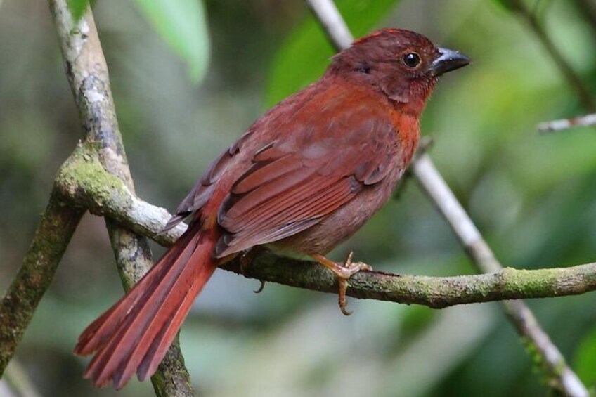 Birding Metropolitan Natural Park