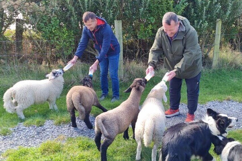 Sheep Farm
