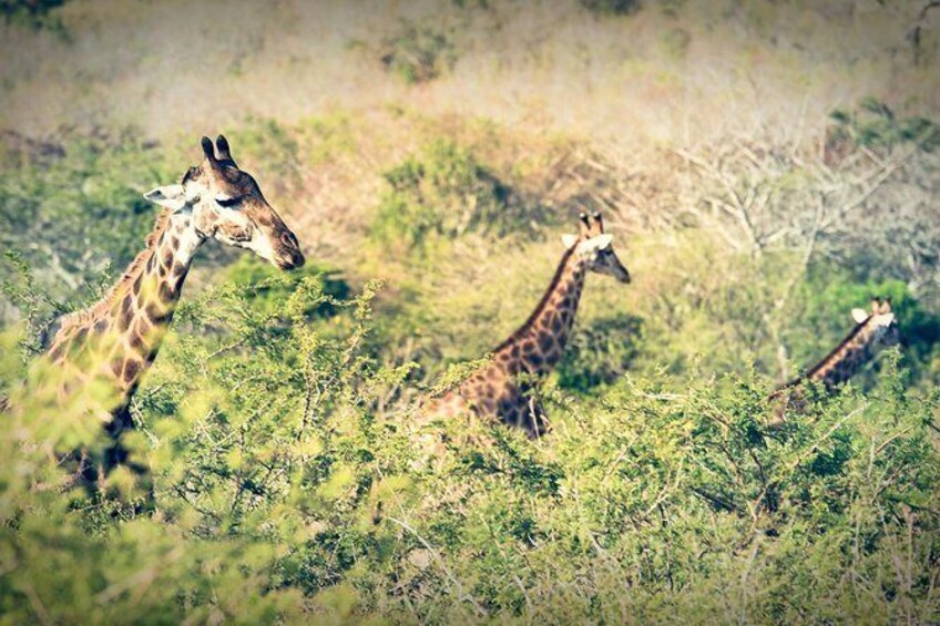Show item 2 of 2. Hluhluwe-Umfolozi Game Reserve, Kwa Zulu Natal
