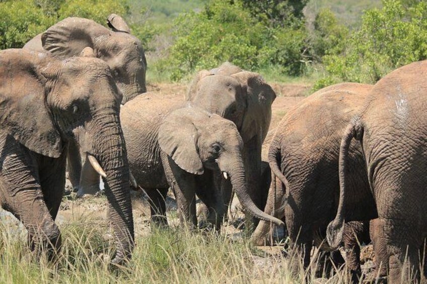 Show item 1 of 2. Hluhluwe-Imfolozi Game Reserve Guided Day Tour from Durban