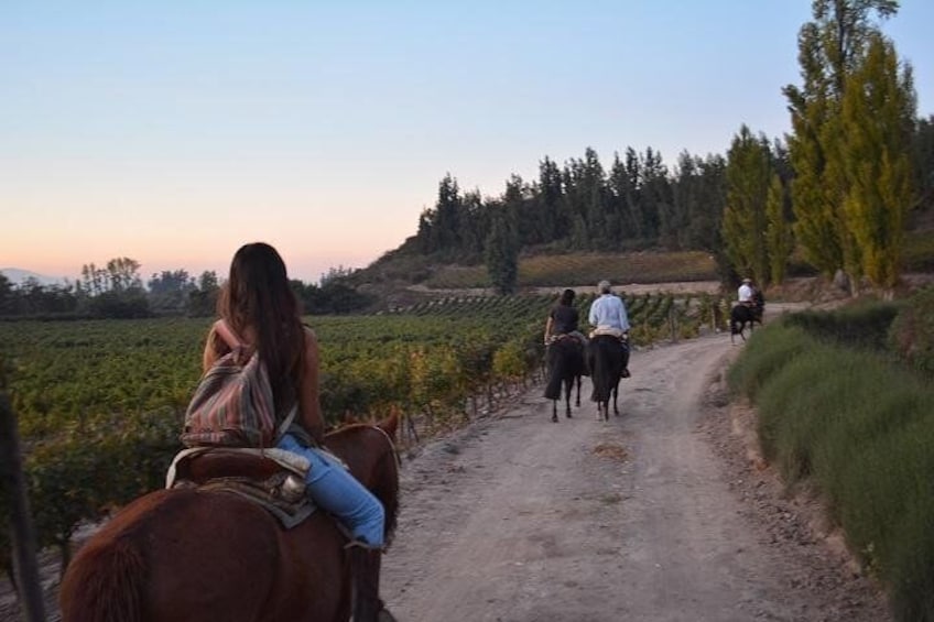 Horseback among Maipo Valley Vineyards