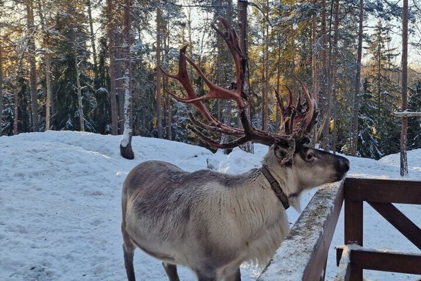 PRIVATE Adventure To The REINDEER Park by VIP Car