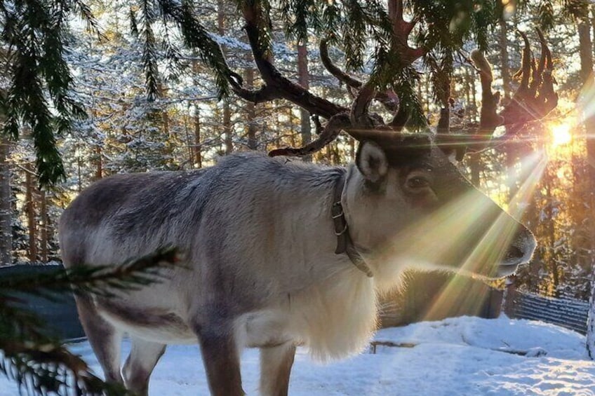 PRIVATE Adventure To The REINDEER Park by VIP Car