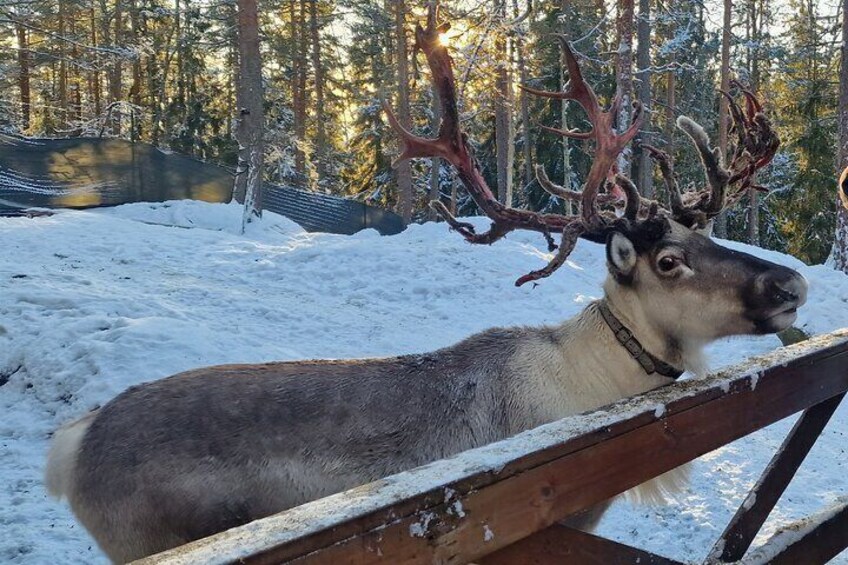 PRIVATE Adventure To The REINDEER Park by VIP Car