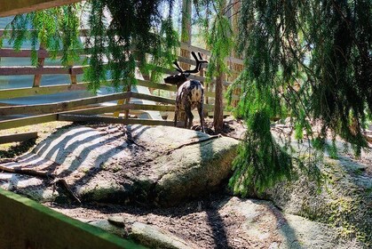 Helsinki private tour to National park and Reindeer farm by car
