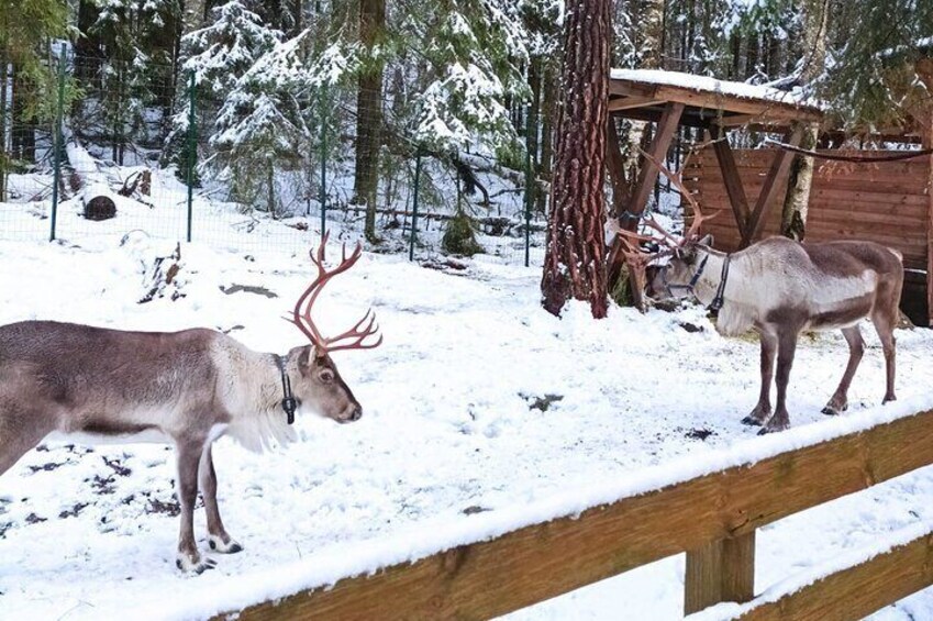 Helsinki private tour to National park and Reindeer farm by car