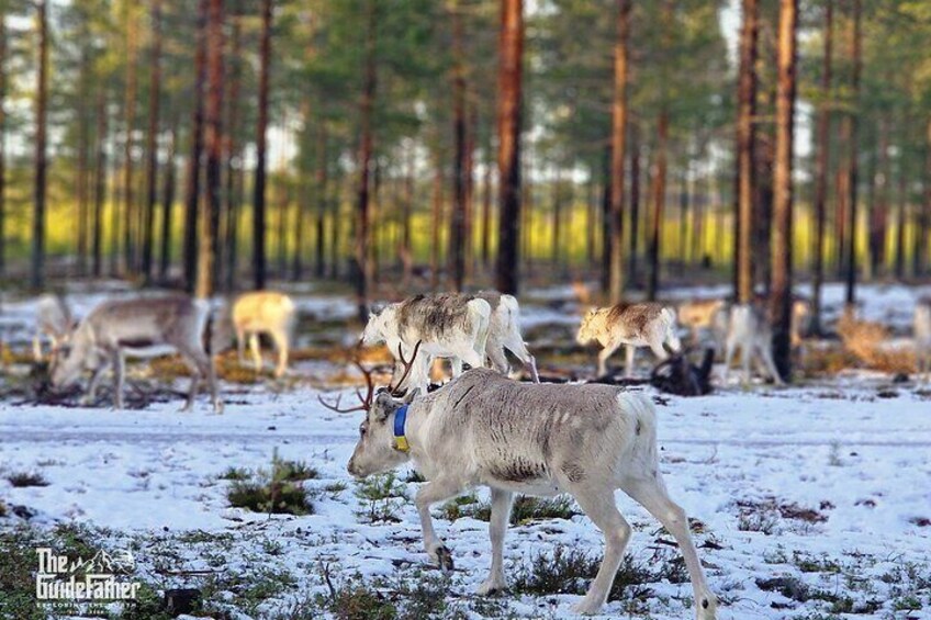 "Into The Wild" Reindeer PRIVATE Safari Lunch in Glass Igloo 