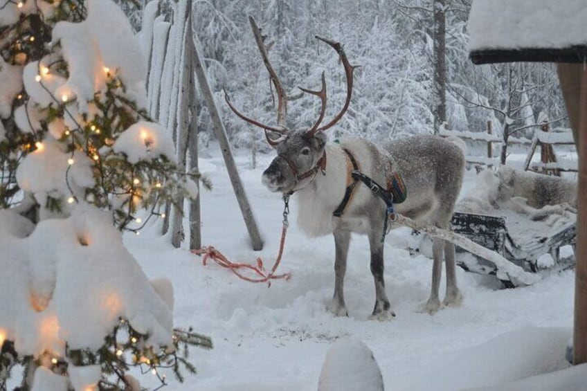 PRIVATE Guided Tour to Reindeer farm in Rovaniemi
