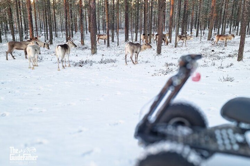 "Into The Wild" Reindeer PRIVATE Safari Lunch in Glass Igloo 