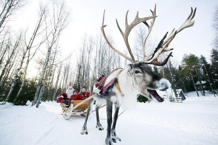 PRIVATE Guided Tour to Reindeer farm in Rovaniemi