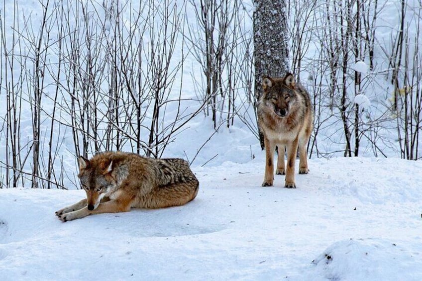 PRIVATE Ranua Zoo Tour from Rovaniemi by VIP Car