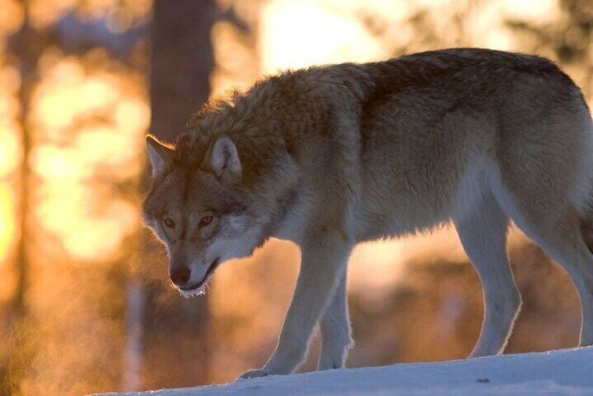 PRIVATE Ranua Zoo Tour from Rovaniemi by VIP Car