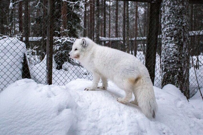 PRIVATE Ranua Zoo Tour from Rovaniemi by VIP Car