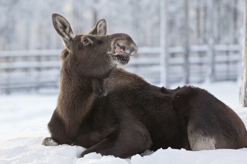 PRIVATE Ranua Zoo Tour from Rovaniemi by VIP Car
