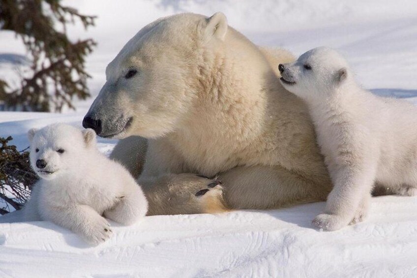 PRIVATE Tour to the Zoo with polar bear from Rovaniemi