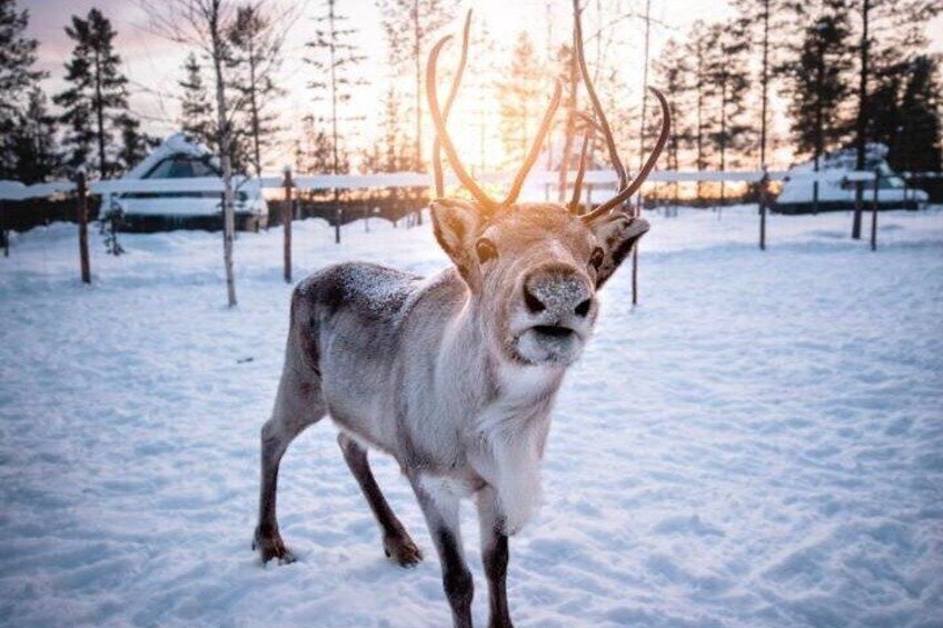 PRIVATE Ranua Zoo Tour from Rovaniemi by VIP Car