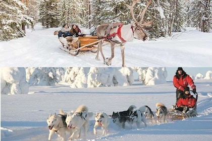 COMBO Private tour HUSKY and REINDEER Park by VIP car with guide