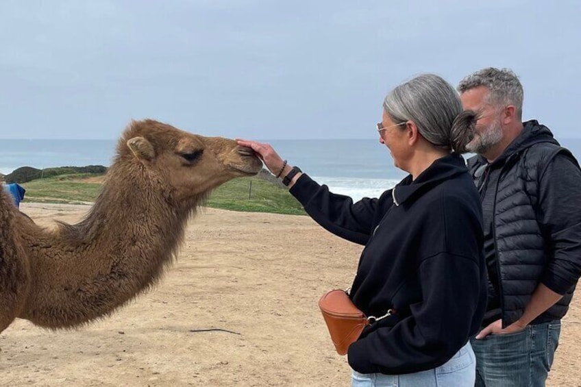 BEST SELLER TANGIER PRIVATE TOUR: Highlights, Camels & Old Town