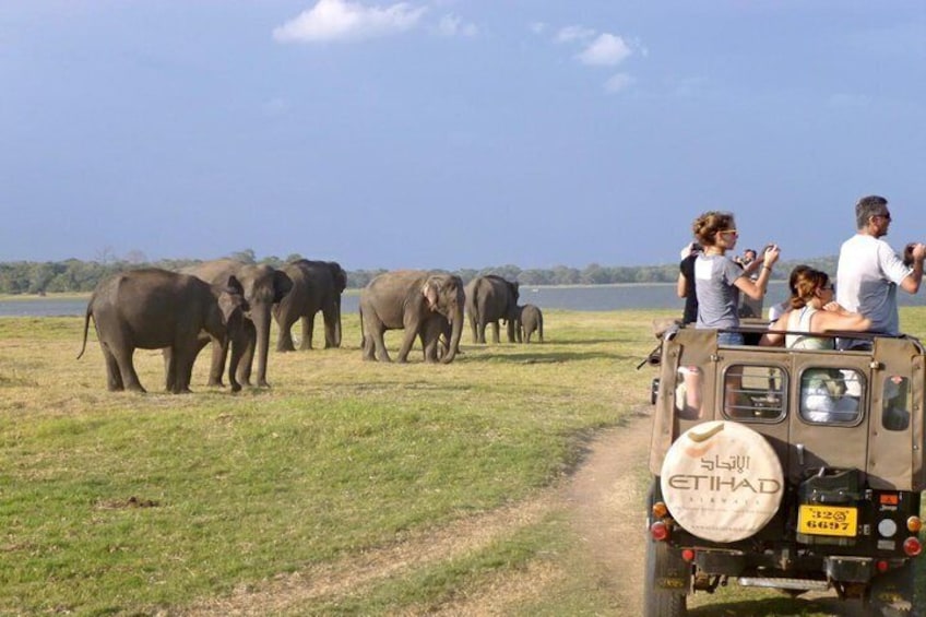 Wild Elephant Safari in Minneriya Or Kaudulla National Park