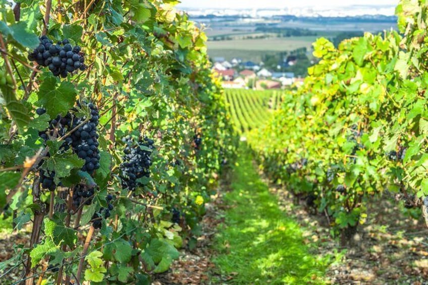 Discover the Premier Cru and Grand Cru vineyards of Champagne
