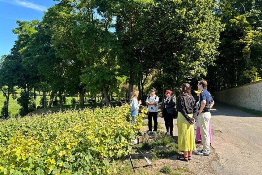 From Reims full day Veuve Clicquot family grower & lunch