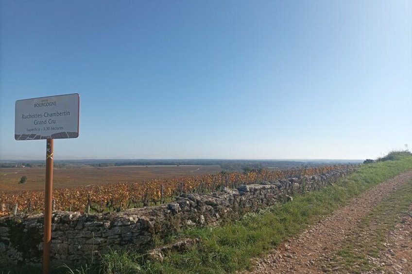 Dijon Wine Tour - Wine tasting included - Professional guide !