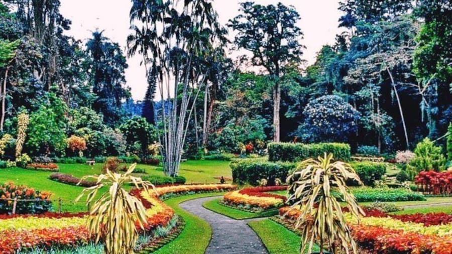Peradeniya botanical gardens