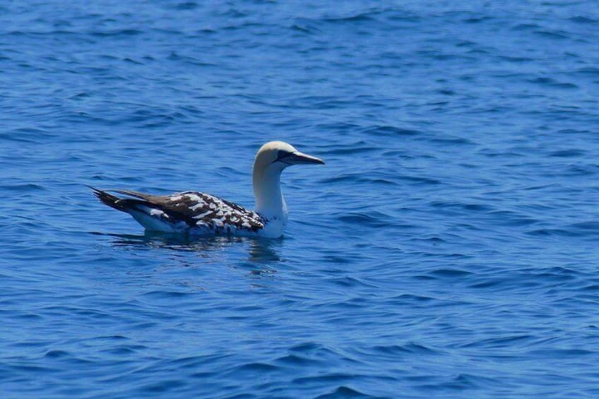 Northern Gannet (Morus bassanus)