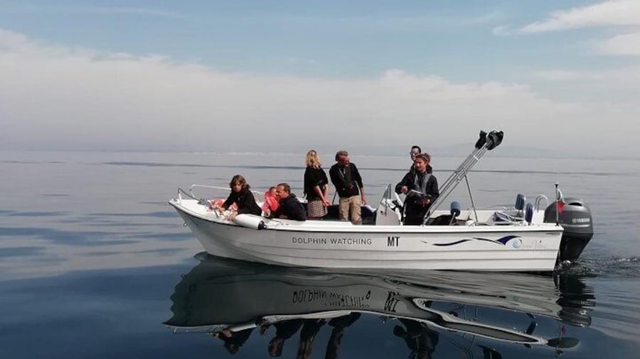 Small Group Dolphin and Wildlife Watching Tour in Faro