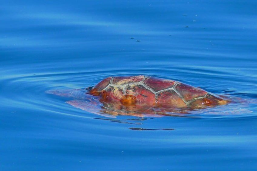 Loggerhead turtle (Caretta caretta)