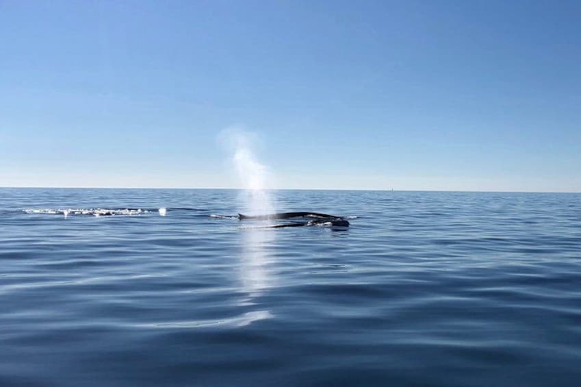 Small Group - Dolphin and Wildlife Watching in Faro