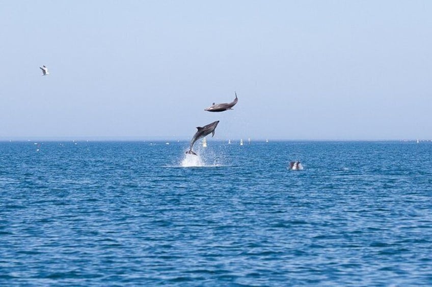 Small Group - Dolphin and Wildlife Watching in Faro