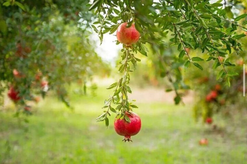 Pomegranate in BioGarden Sheki