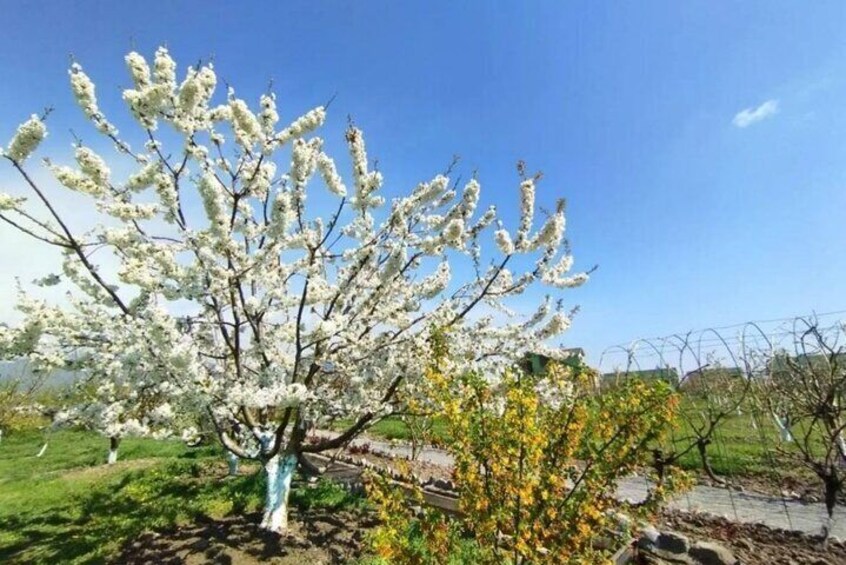 Spring in BioGarden Sheki